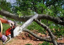 Best Tree Trimming and Pruning  in Stokesdale, NC