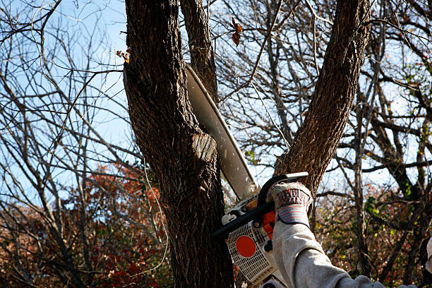 Trusted Stokesdale, NC Tree Services Experts